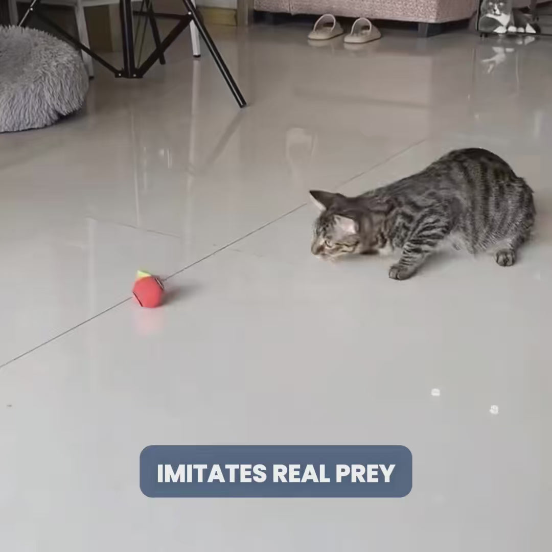SPEED TAIL - PetsRyou
